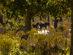 Guided Tour of the Barumini UNESCO Site & Giara di Gesturi Plateau